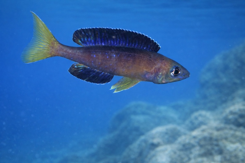 Cyprichromis microlepidotus 'Sibwesa'